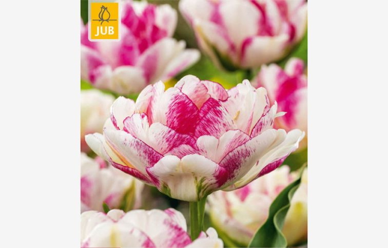 Tulipán Double Shake 5 ks v balení