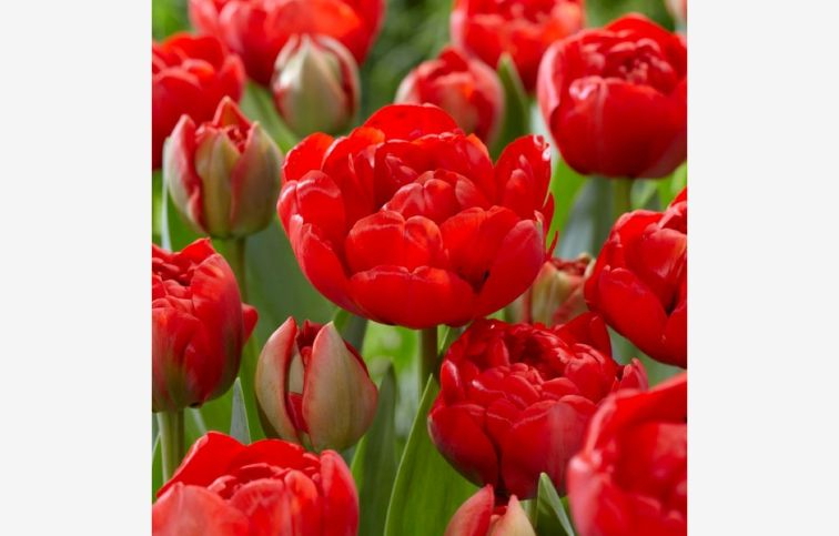 Tulipán Double Red 5 ks v balení
