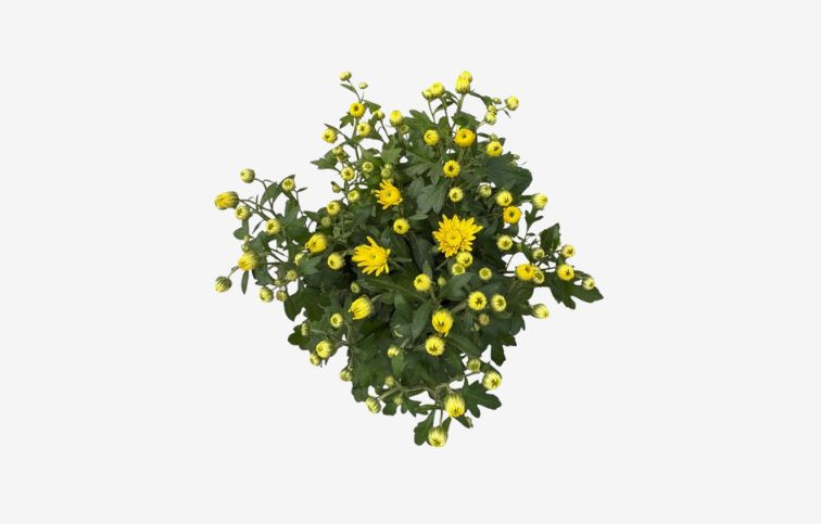 Chryzantéma Garden Mum Yellow, kont. p10,5