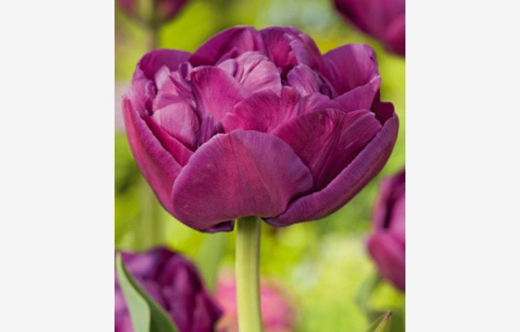 Tulipán Double Purple 5 ks v balení