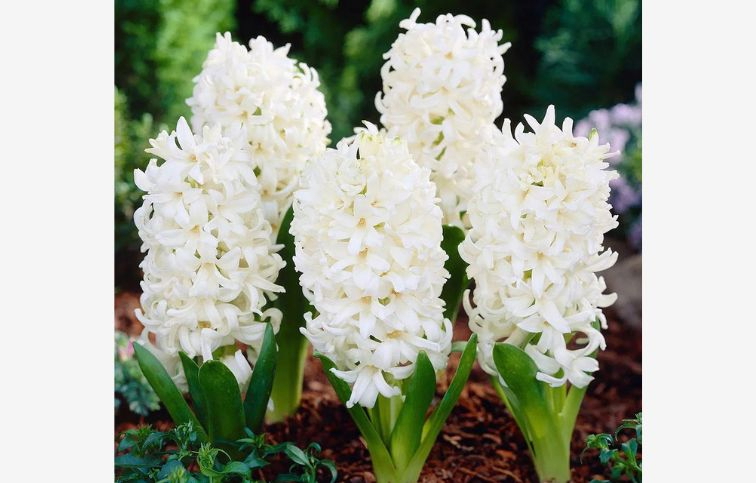 Hyacint Carnegie 5 ks v balení