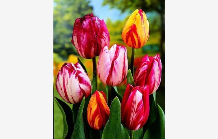 Tulipán Flaming Beauty MIX 7 ks v balení
