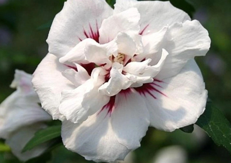 Ibištek sýrsky Speciosus, výška 20-30 cm, kvetináč 13 cm