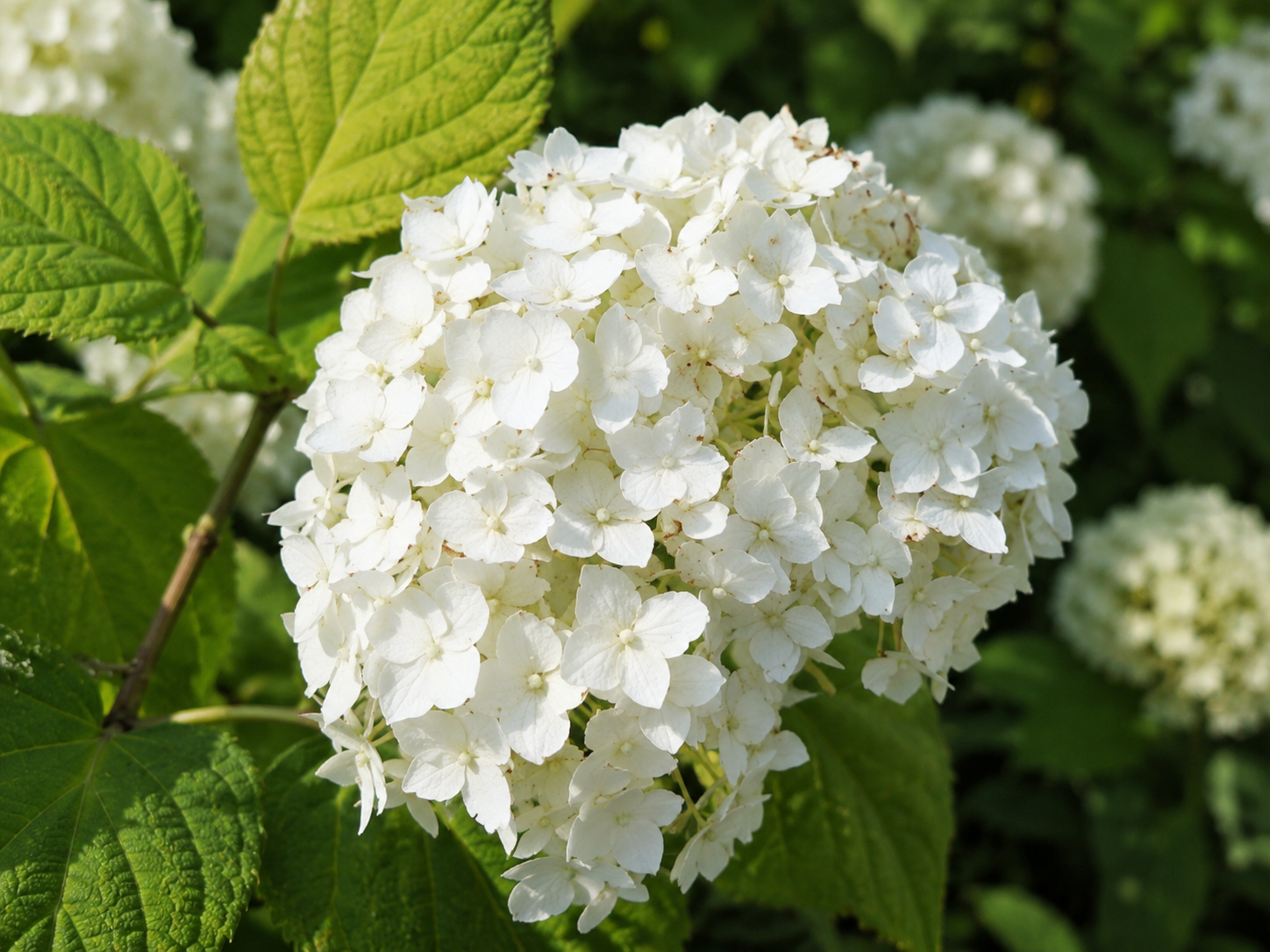 Hortenzia stromčekovitá Grandiflora, výška 20-40 cm , kvetináč 2 l