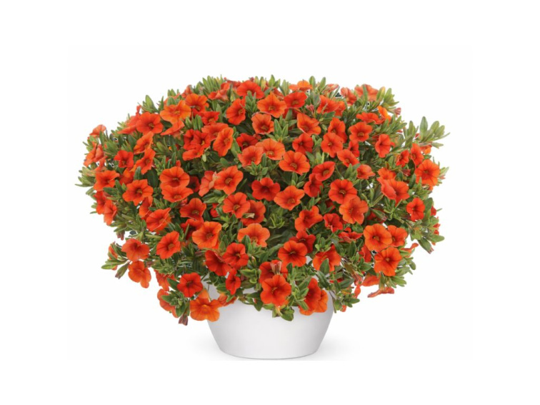 Minipetúnia Million Bells Colibri Orange