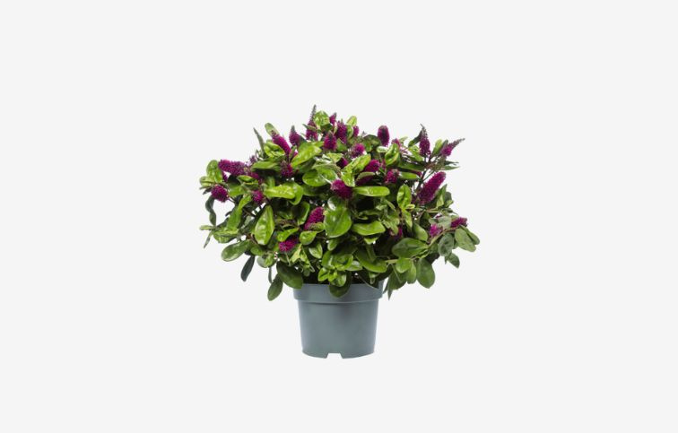 Hebe Hebedonna Alina, kont. p12