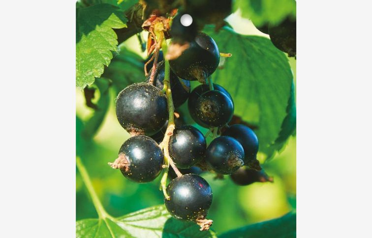 Ríbezľa kríková Ometa, voľnok.