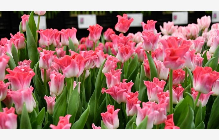 Tulipán Crown of Dynasty 5 ks v balení