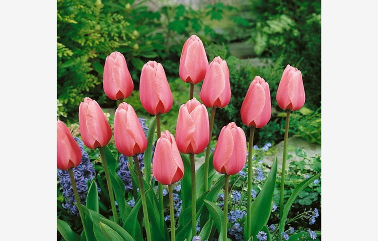 Tulipán Pink Impression 7 ks v balení