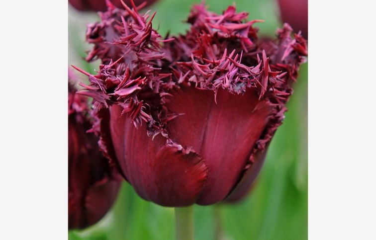 Tulipán Labrador 7 ks v balení