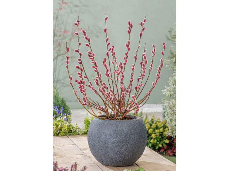 Vŕba štíhlopestíková Mount Aso 20-40 cm, kont. 12 cm