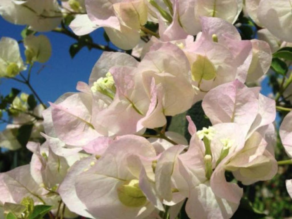 Bougainvillea Jamaica White, výška 130-140 cm, kvetináč 10 l
