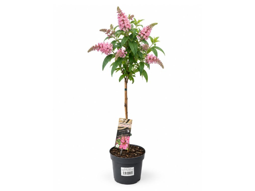 Budleja dávidová 'Butterfly Candy Little Pink' na kmienku, výška 50-70 cm, kvetináč 17 cm