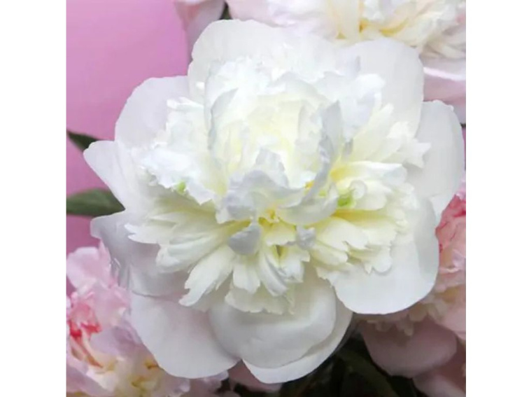 Pivonka bylinná Duchesse de Nemours, kont. 11 cm