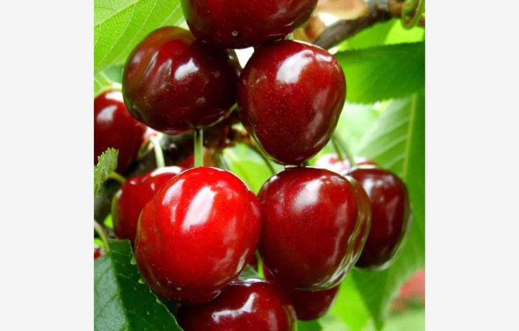 Čerešňa Stella podp. Colt, voľnok.