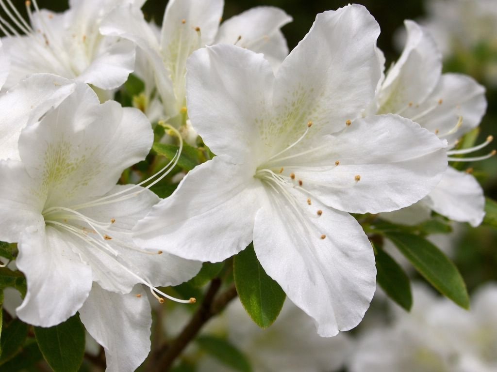 Azalka japonská Palestrina na 50-70 cm kmienku, výška 100-120 cm, kvetináč 12 l