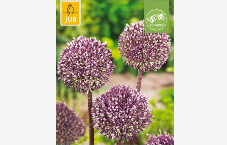 Okrasný cesnak Summer Drummer 3 ks v balení