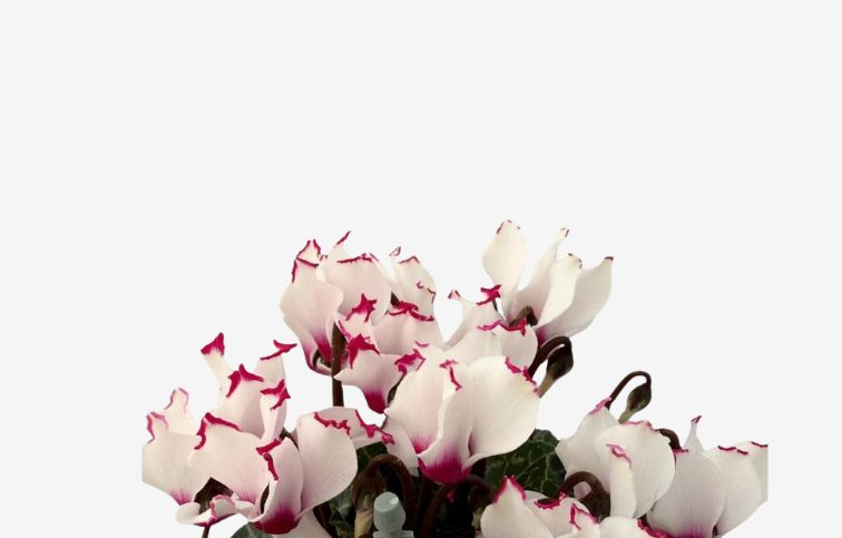 Cyklamén Metis Victoria White Pink, kont. p10