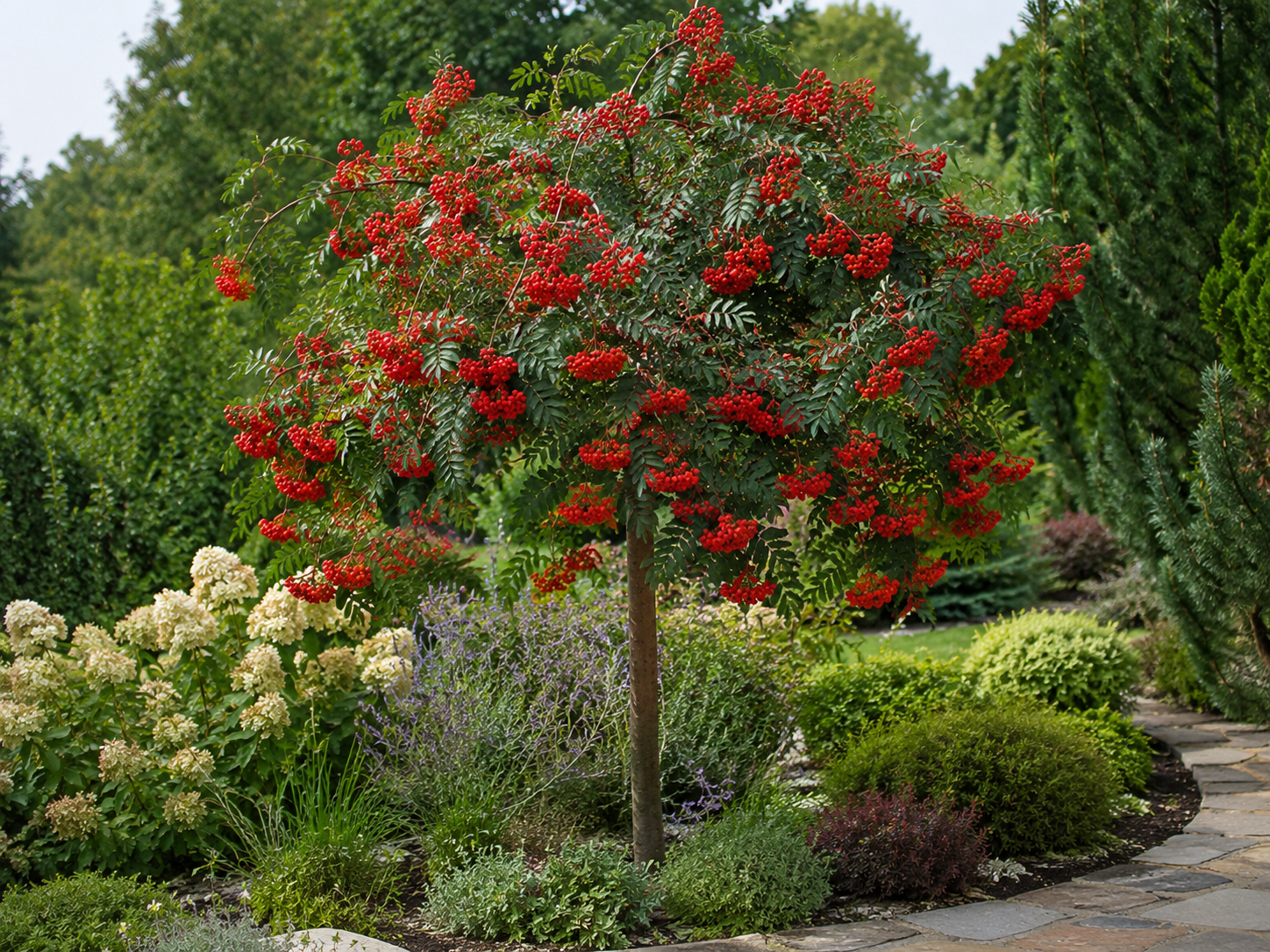 Jarabina jelšolistá Red Bird na 100-110 cm kmienku, výška 140-160 cm, kvetináč 3 l