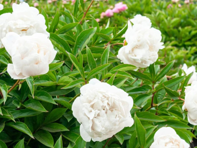 Pivonka bylinná White Double, kvetináč 1,5 l