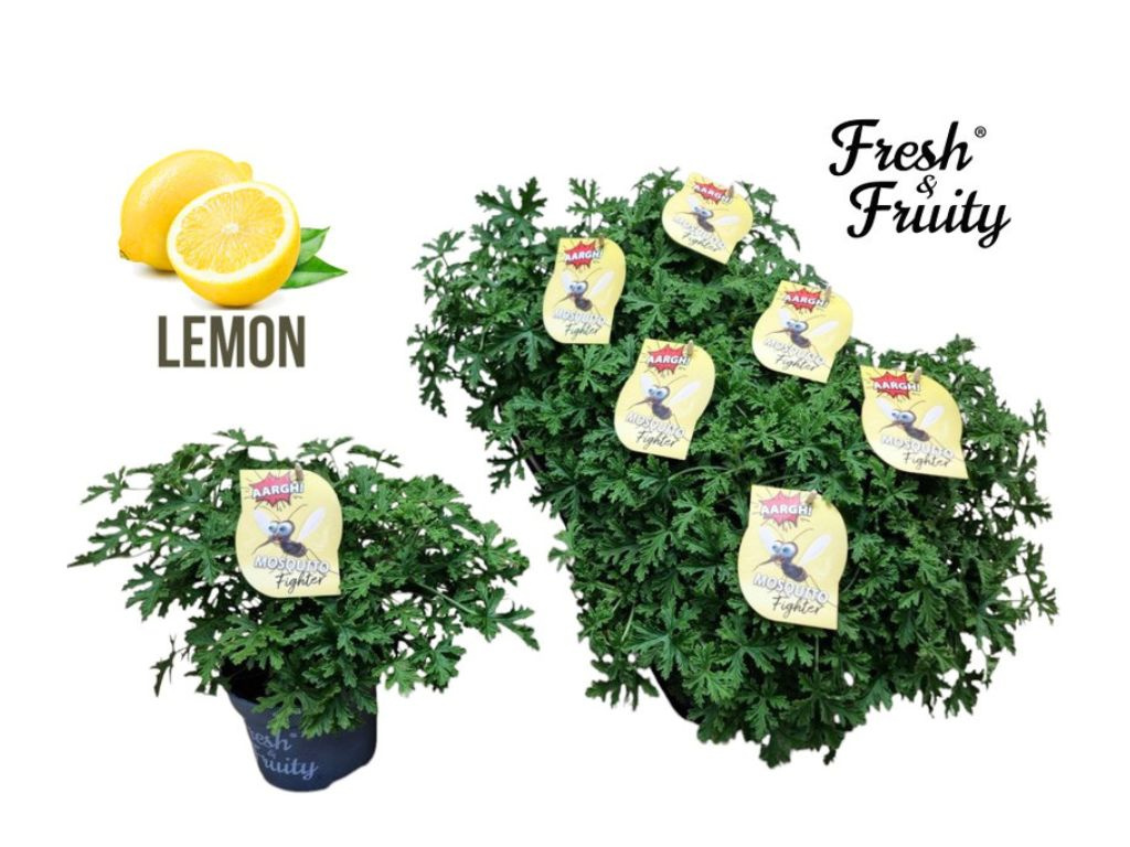 Muškát proti komárom Mosquito Fighter Lemon, kvetináč 12 cm