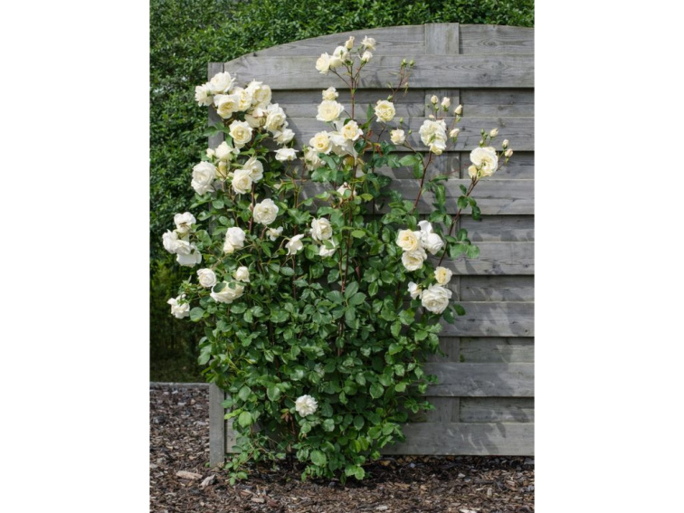 Ruža popínavá Crazy in Love Vanilla, výška 50-60 cm, kvetináč 15 cm