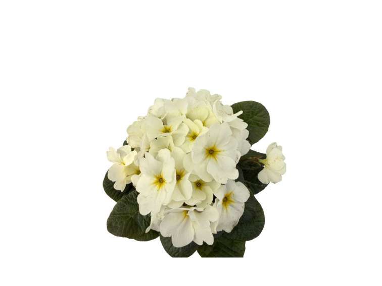 Prvosienka Obsidian Light Yellow, kont. 10,5 cm