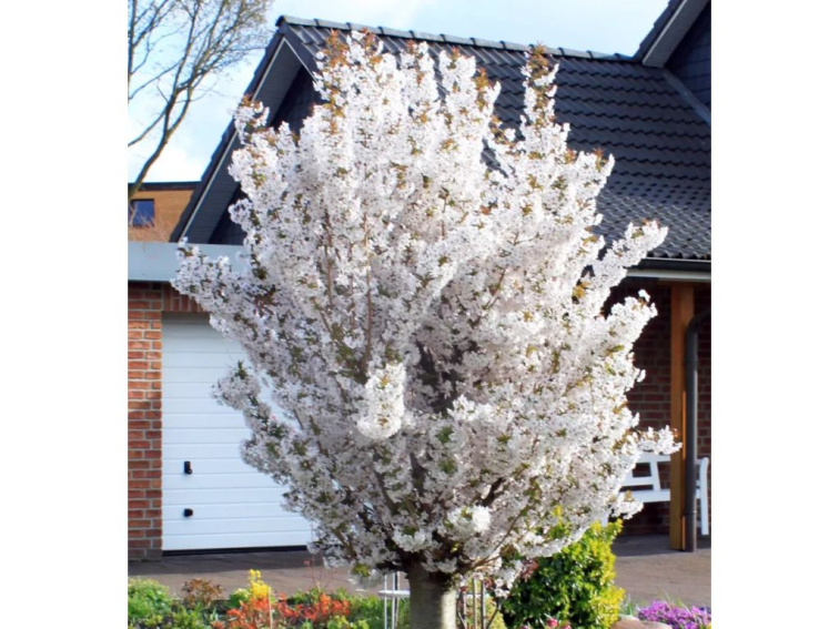 Okrasná čerešňa Brilliant, výška 50-80 cm, kvetináč 23 cm