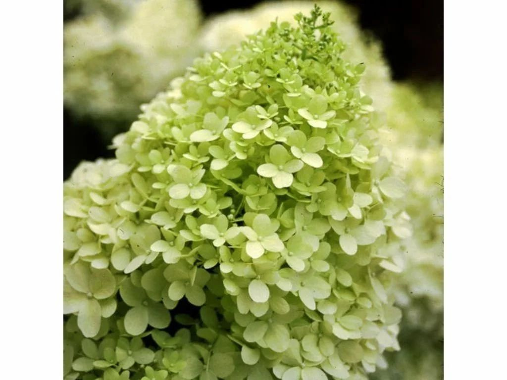 Hortenzia metlinatá Limelight na 60-80 cm kmienku, výška 90-110cm, kvetináč 5-7,5 l