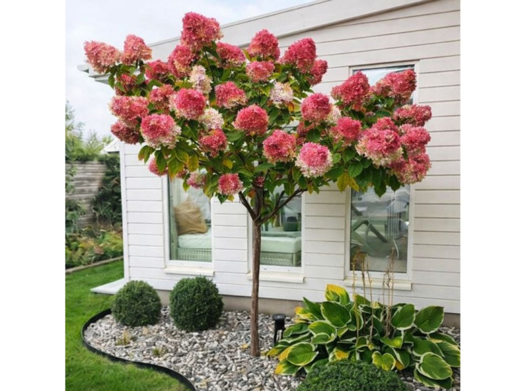 Hortenzia metlinatá Wims Red na 60 cm kmienku, výška 80-110 cm, kvetináč 5 l