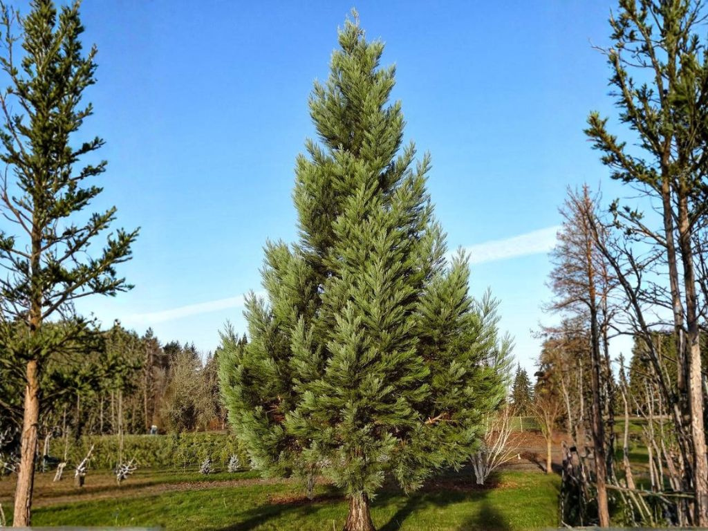 Sekvoja vždyzelená, výška 100-130 cm, kvetináč 5 l