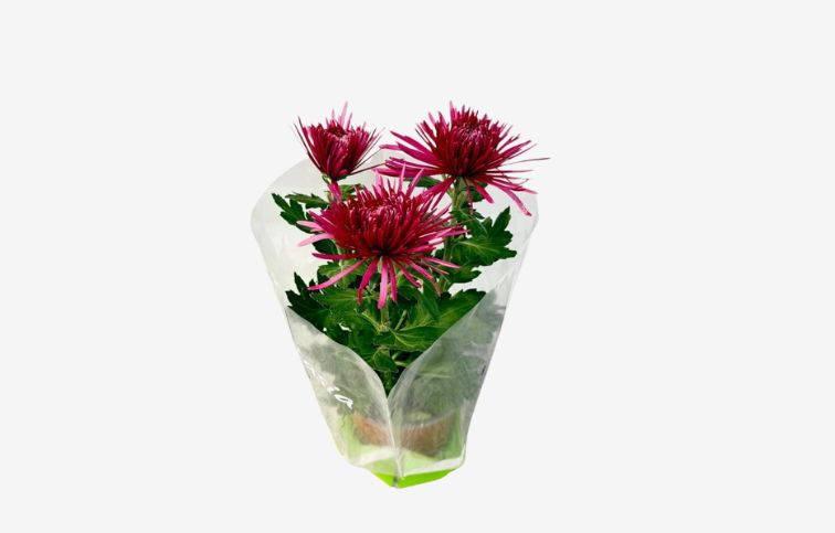 Chryzantéma Anastasia cyklámenová, kont. p12