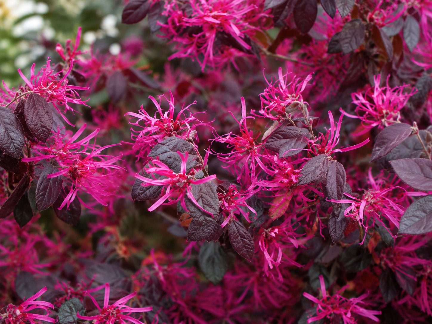 Loropetalum čínske Rubra na 80-90 cm kmienku, výška 150-180 cm, kvetináč 35 l