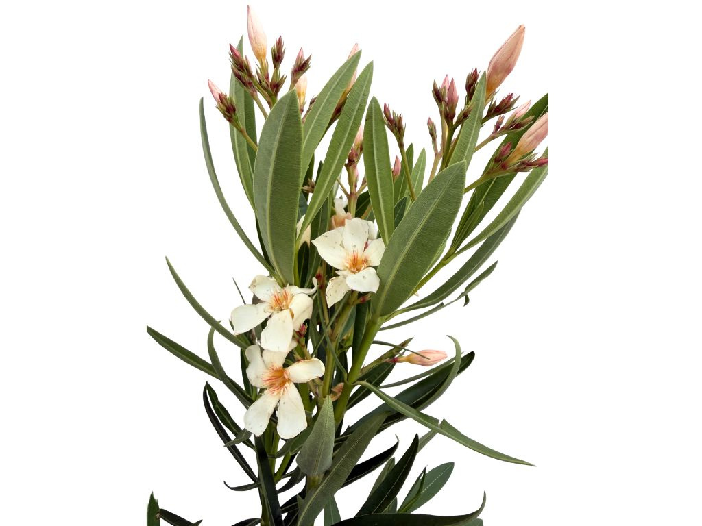 Oleander Marie Gambetta, výška 60-80 cm, kvetinač 10 l