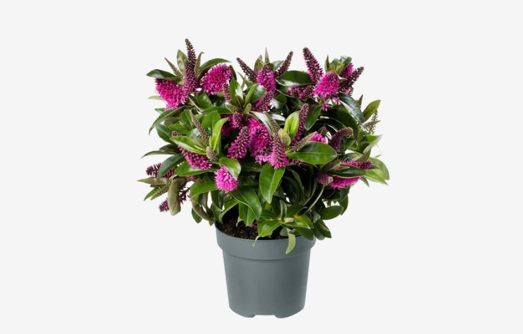 Hebe Donna Nikka, kont. p17