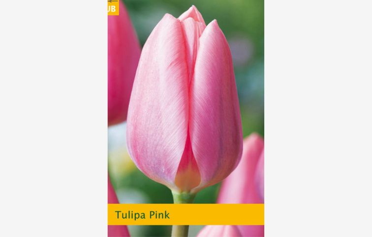 Tulipán Triumph Pink 15 ks v balení