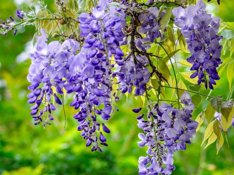 Vistéria veľkokvetá Blue Moon, výška 50-70 cm, kvetináč 15 cm