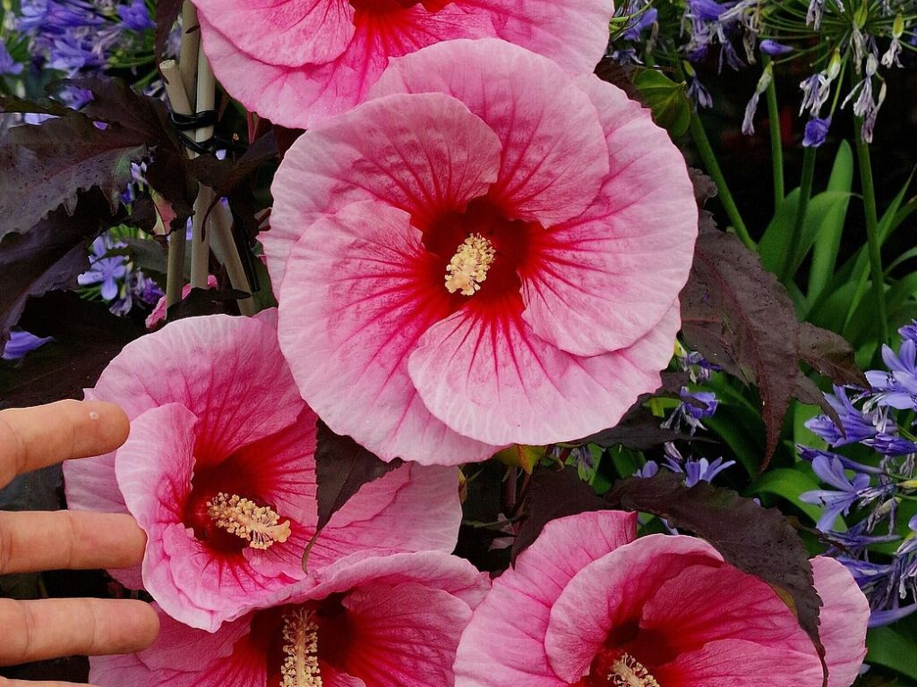 Ibištek bahenný Big Pansy, výška 20-30 cm, kvetináč 1,5 l