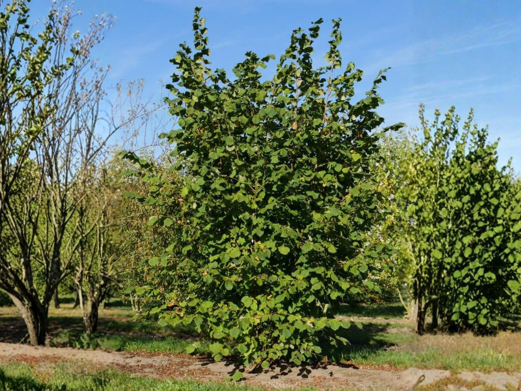 Lieska obyčajná, výška 30-50 cm, kvetináč 2 l
