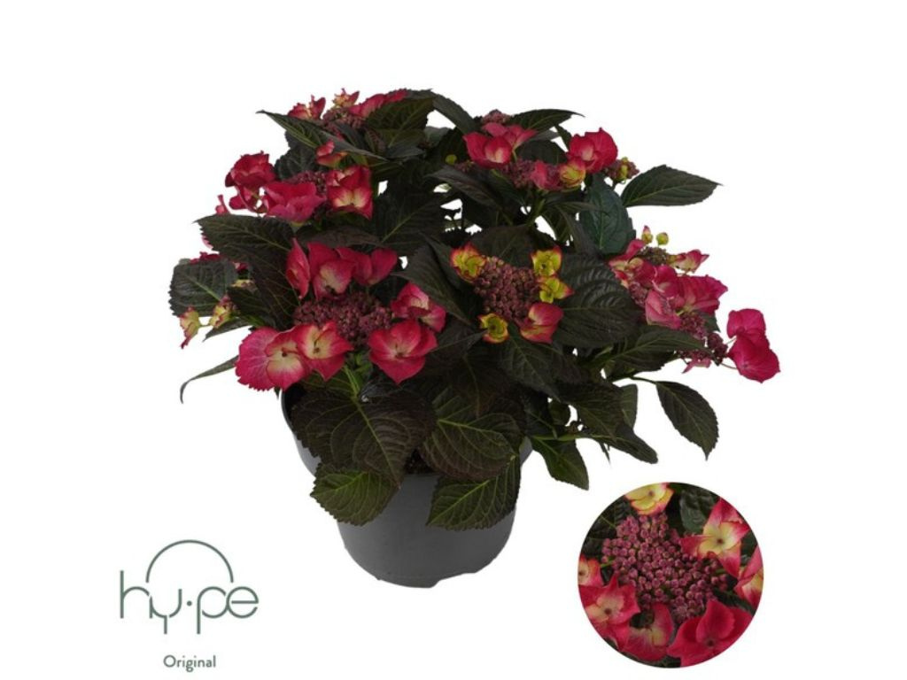 Hortenzia kalinolistá Hy-pe Lacecap Red, výška 30-40 cm, kvetináč 23 cm