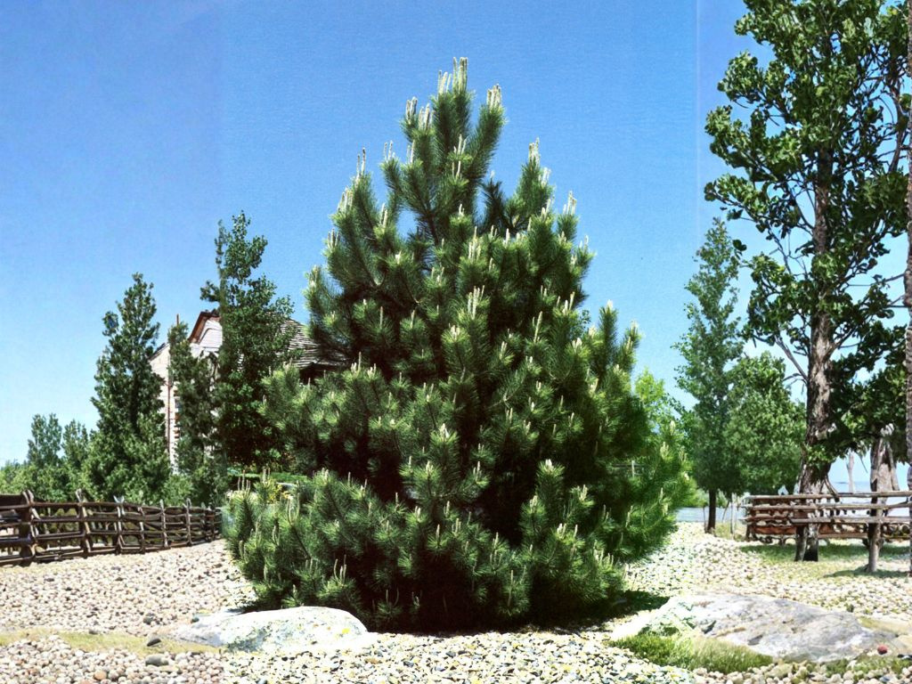 Borovica čierna Oregon Green, výška 60-80 cm, kvetináč 12 l