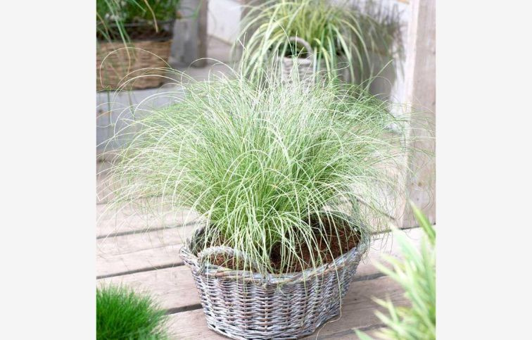 Ostrica chocholatá Frosted Curls, kont. p12