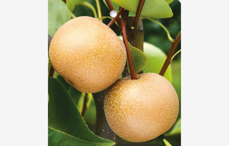 Hruška ázijská SHINSEIKI, podp. Kaukazská hruška, voľnok.