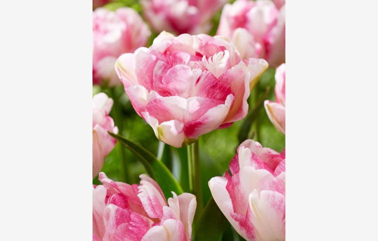 Tulipán Double Shake 5 ks v balení