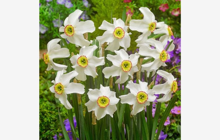 Narcis Recurvus 5 ks v balení