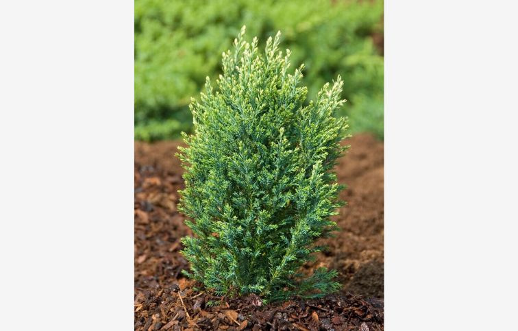 Cypruštek lawsonov Snow White cca 20 cm, kont. p9