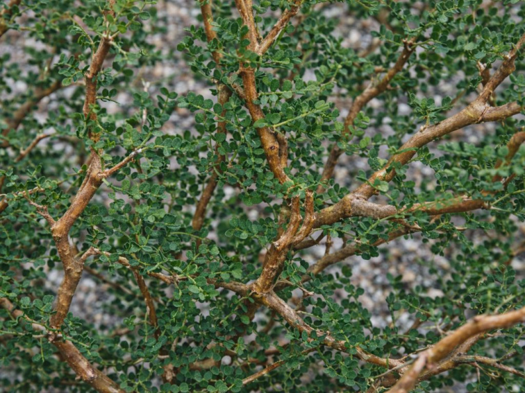 Sofora Little baby, výška 30-40 cm, kvetináč 17 cm