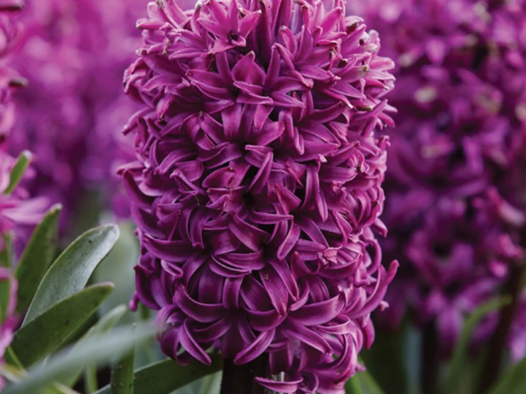 Hyacint Purple Sensation, kont. 7 cm