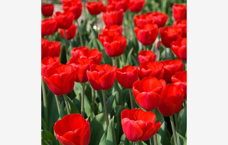 Tulipán Triumph Red 15 ks v balení