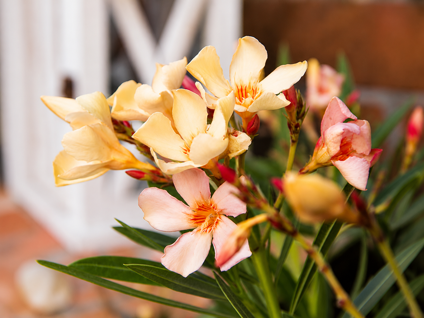 Oleander Angiolo Pucci, výška 80-100 cm, kvetináč 18 l